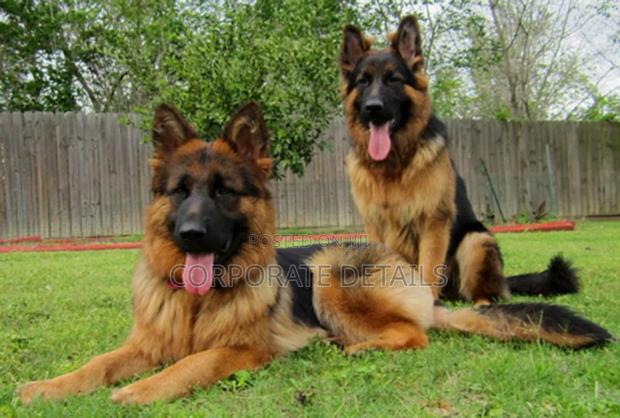 6-12 months Female Purebred German Shepherd · Photo 2