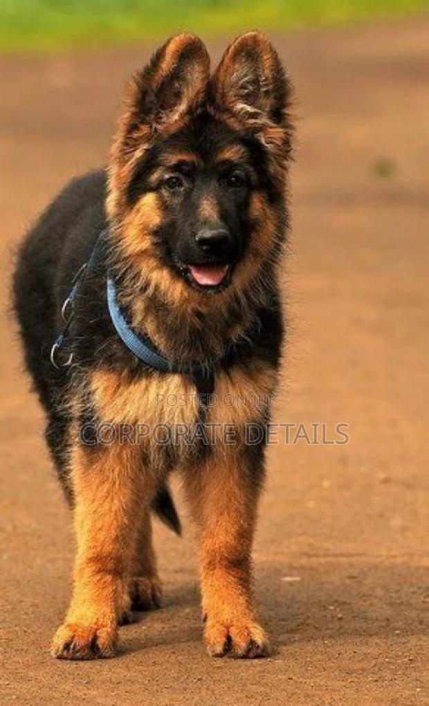 6-12 months Female Purebred German Shepherd · Photo 3