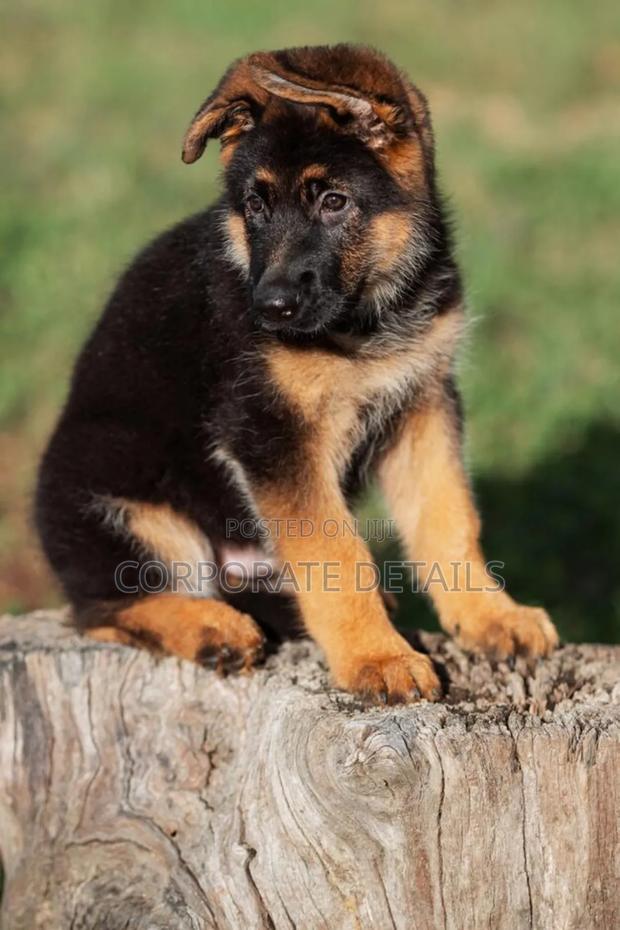 1-3 months Male Purebred German Shepherd · Photo 3