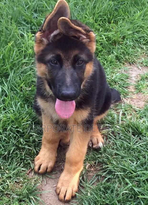 1-3 months Male Purebred German Shepherd · Photo 2