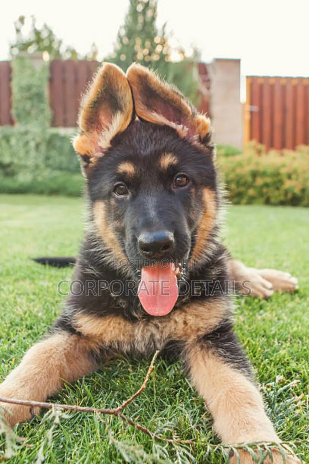 1-3 months Male Purebred German Shepherd · Photo 2