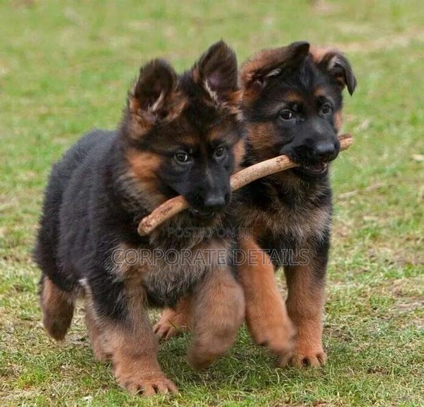 1-3 months Male Purebred German Shepherd · Photo 3