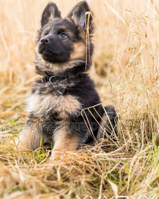 1-3 months Male Purebred German Shepherd · Photo 2