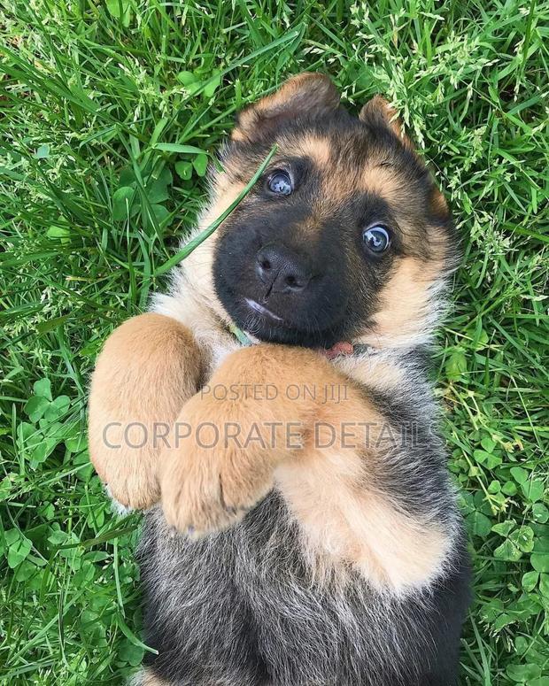 1-3 months Male Purebred German Shepherd · Photo 3