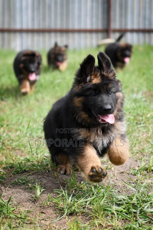 1-3 months Male Purebred German Shepherd · Photo 2