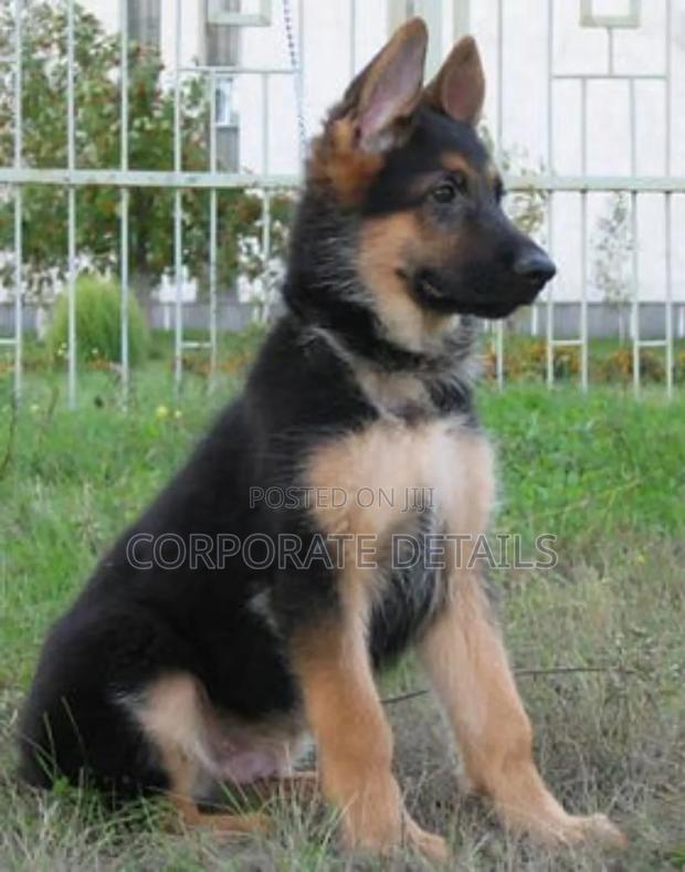 1-3 months Male Purebred German Shepherd · Photo 3