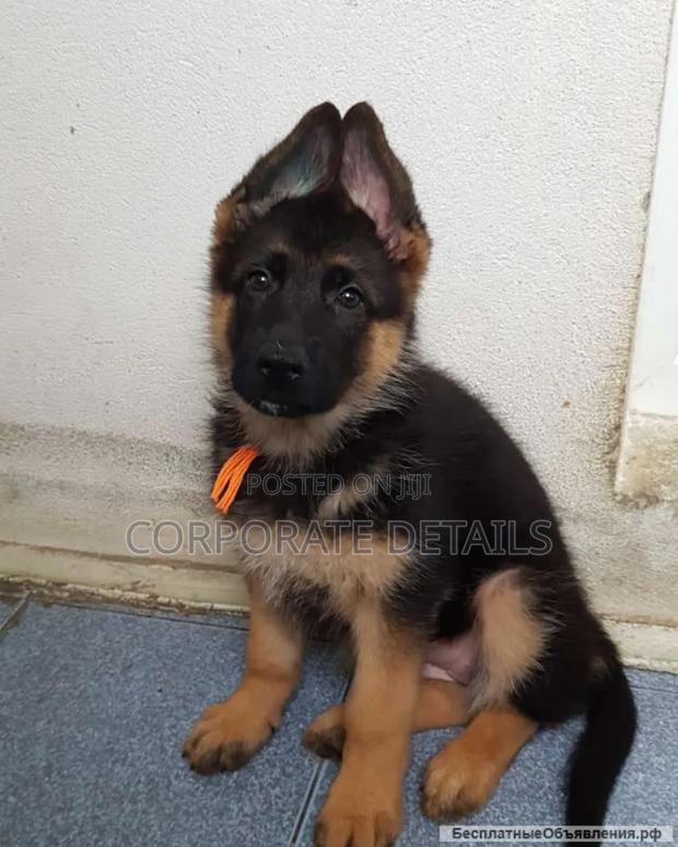 1-3 months Male Purebred German Shepherd · Photo 2