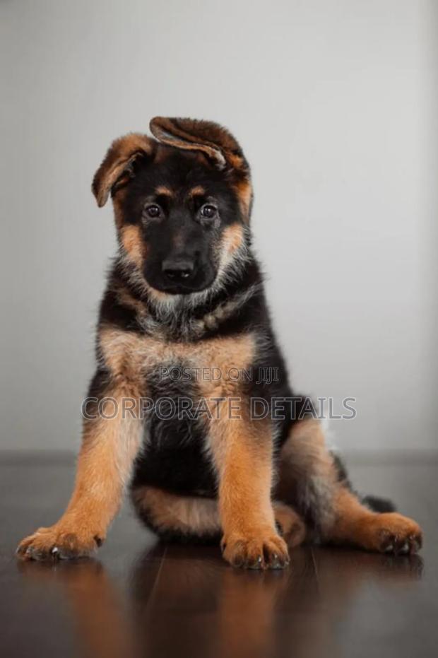 1-3 months Male Purebred German Shepherd · Photo 3