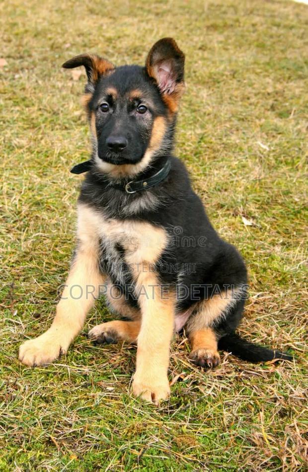1-3 months Male Purebred German Shepherd · Photo 2
