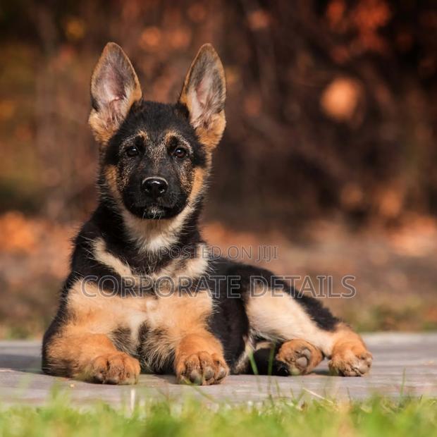 1-3 months Male Purebred German Shepherd · Photo 3