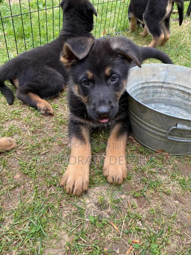 1-3 months Male Purebred German Shepherd · Photo 2