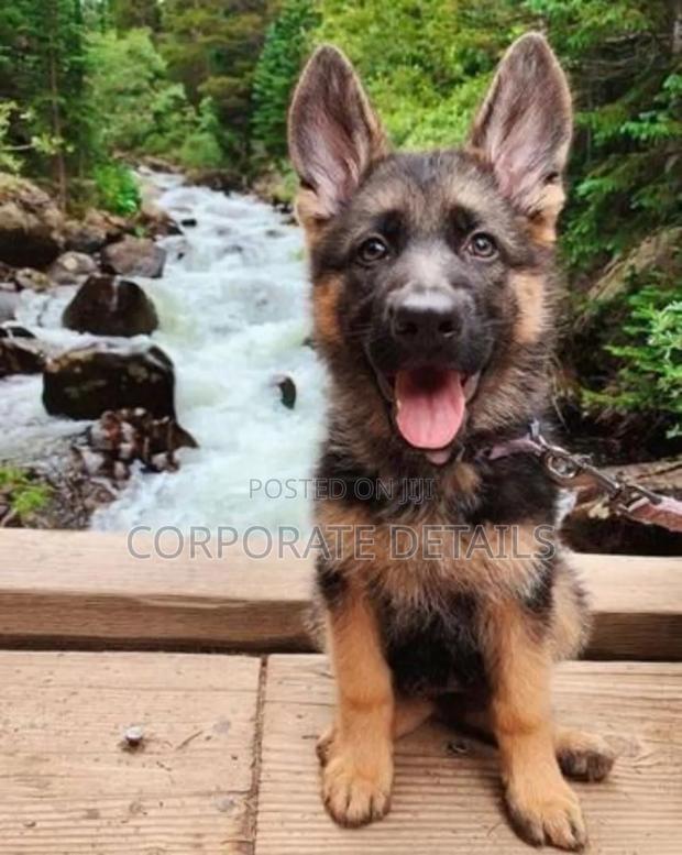 1-3 months Male Purebred German Shepherd · Photo 3