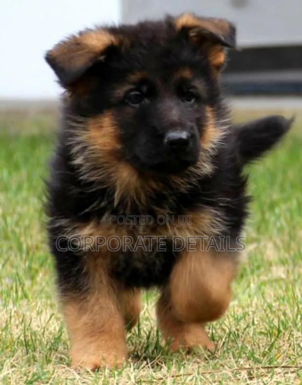 1-3 months Male Purebred German Shepherd · Photo 2