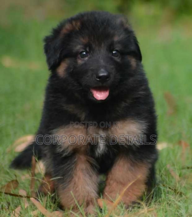 1-3 months Male Purebred German Shepherd · Photo 3