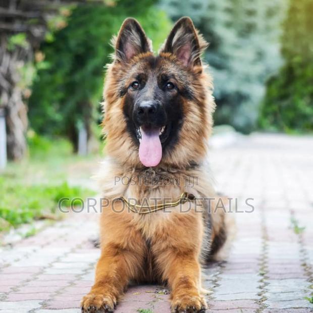 1+ year Male Purebred German Shepherd · Photo 2