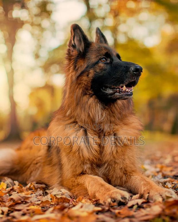 1+ year Male Purebred German Shepherd · Photo 3