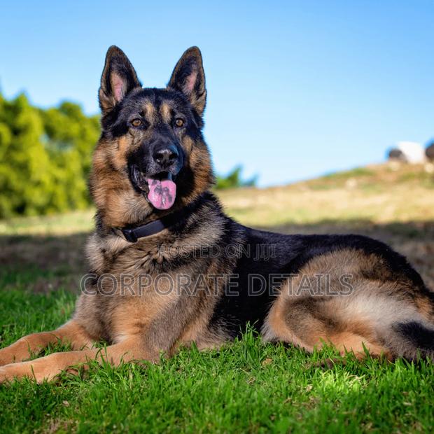 1+ year Male Purebred German Shepherd · Photo 2