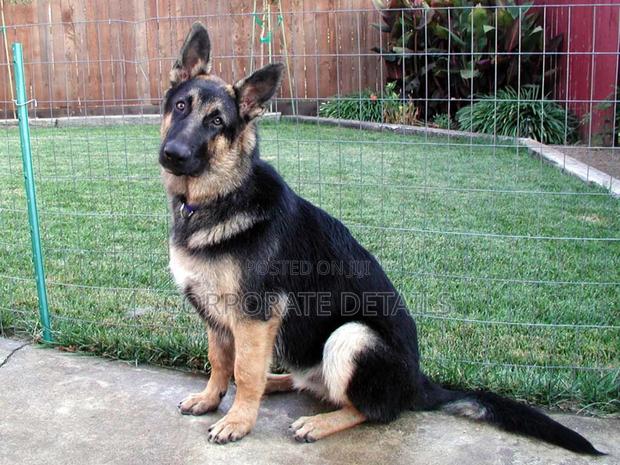 1+ year Male Purebred German Shepherd · Photo 3