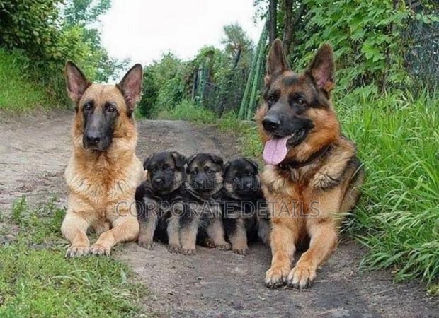 1-3 months Male Purebred German Shepherd · Photo 2