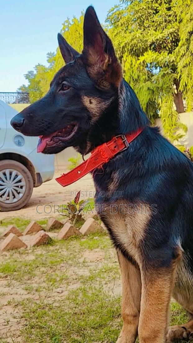 1-3 months Male Purebred German Shepherd · Photo 3