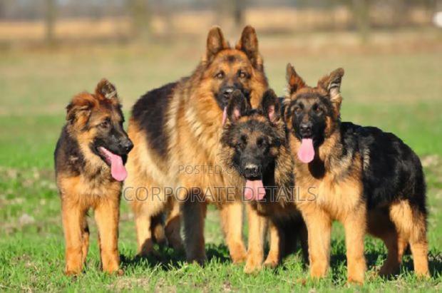 1+ year Male Purebred German Shepherd · Photo 2