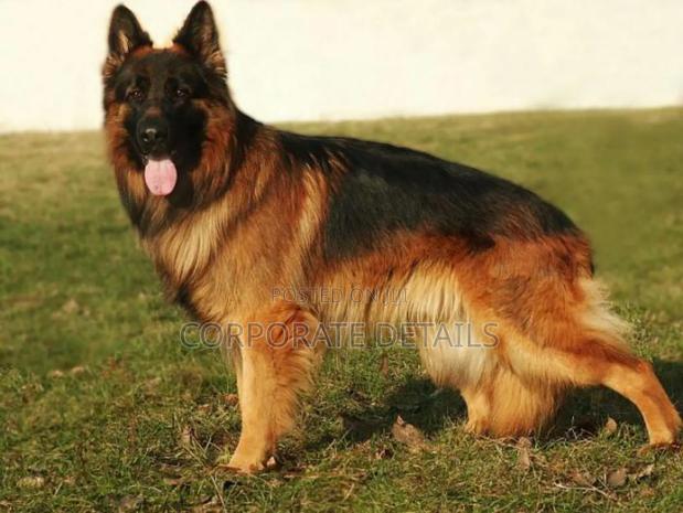 1+ year Male Purebred German Shepherd · Photo 3