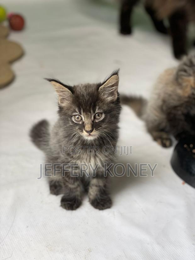 1-3 months Male Purebred Maine Coon · Photo 4