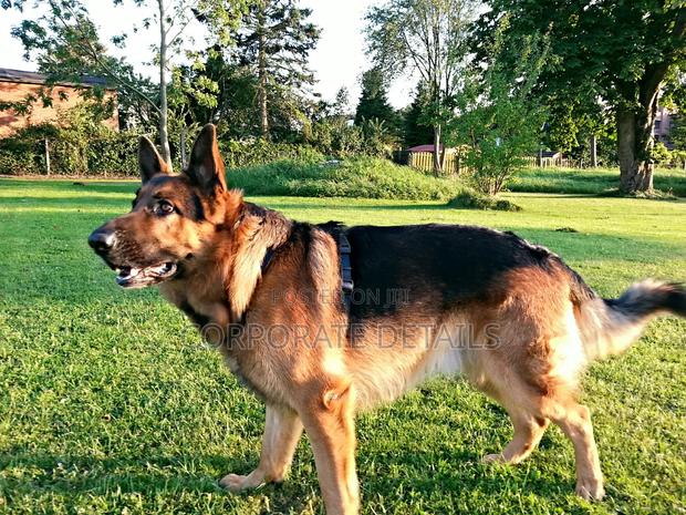 1+ year Male Purebred German Shepherd · Photo 2