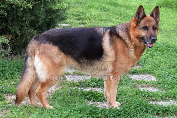 1+ year Male Purebred German Shepherd · Photo 3