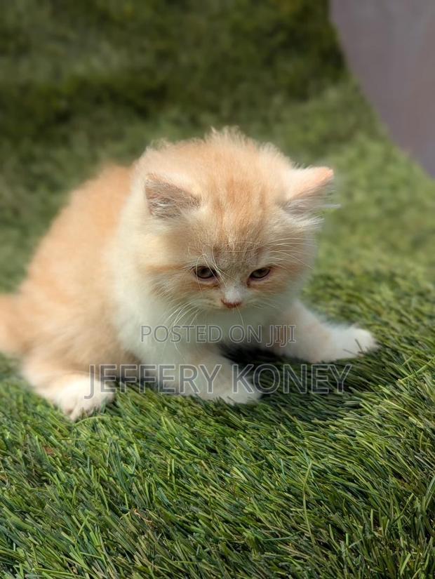 1-3 months Female Purebred Persian · Photo 2