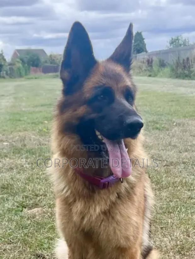 1+ year Male Purebred German Shepherd · Photo 2