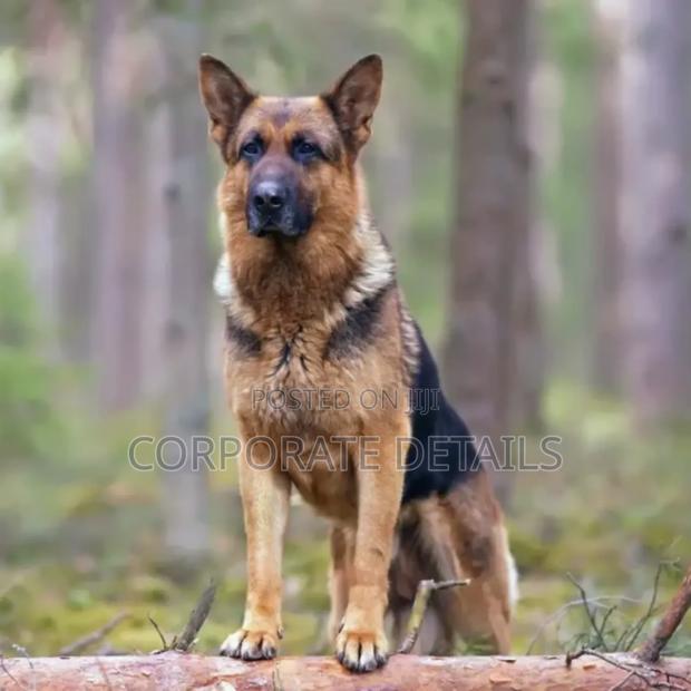 1+ year Male Purebred German Shepherd · Photo 3