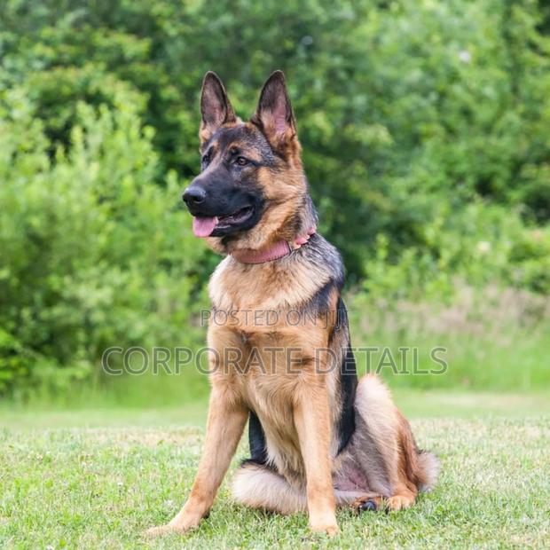 1+ year Male Purebred German Shepherd · Photo 2