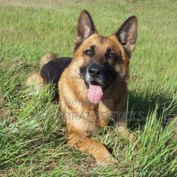 1+ year Male Purebred German Shepherd · Photo 3