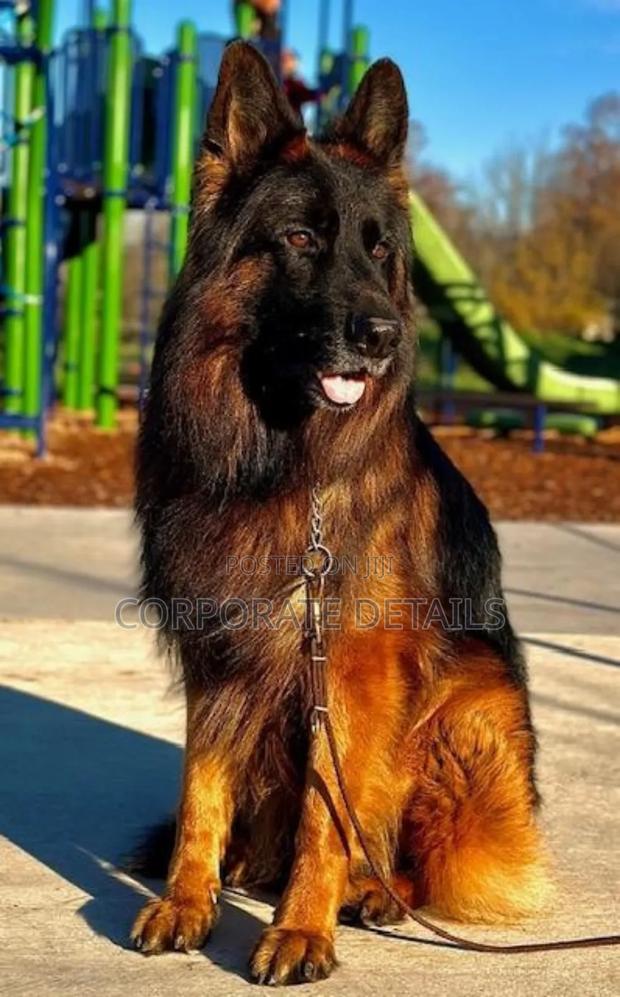 1+ year Male Purebred German Shepherd · Photo 2