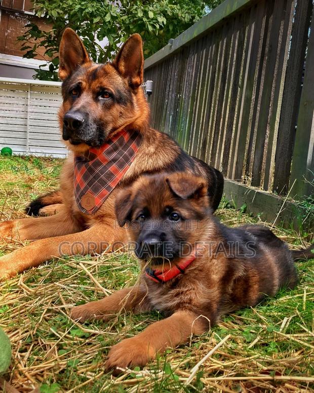 1+ year Male Purebred German Shepherd · Photo 3