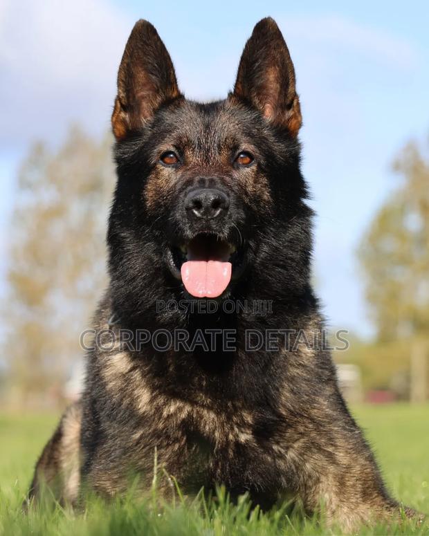 1+ year Male Purebred German Shepherd · Photo 2