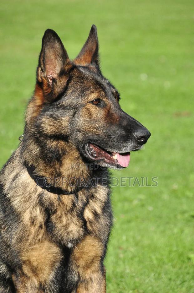 1+ year Male Purebred German Shepherd · Photo 3