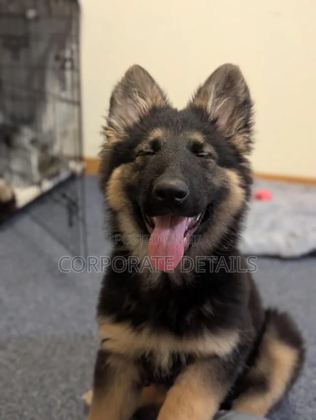 1-3 months Male Purebred German Shepherd · Photo 2