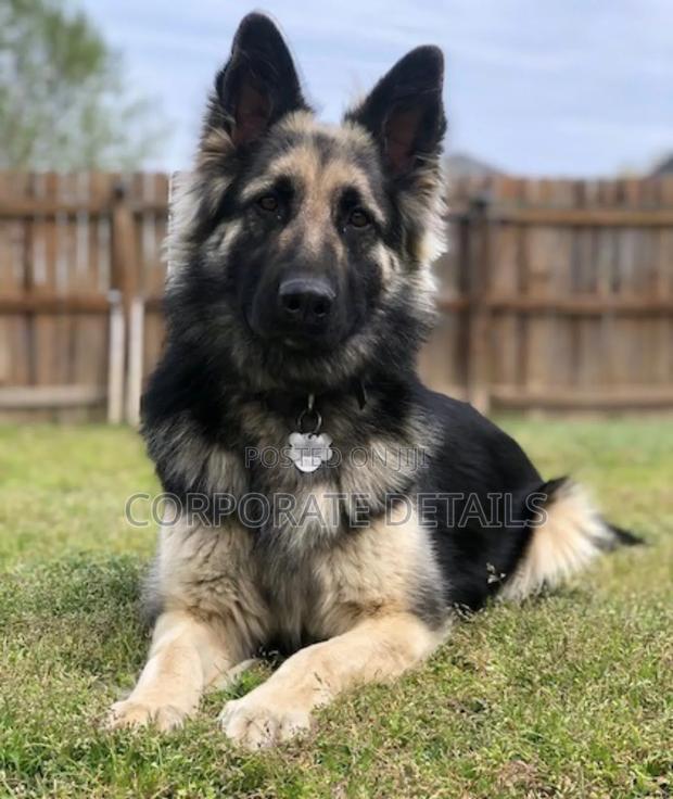 1-3 months Male Purebred German Shepherd · Photo 3