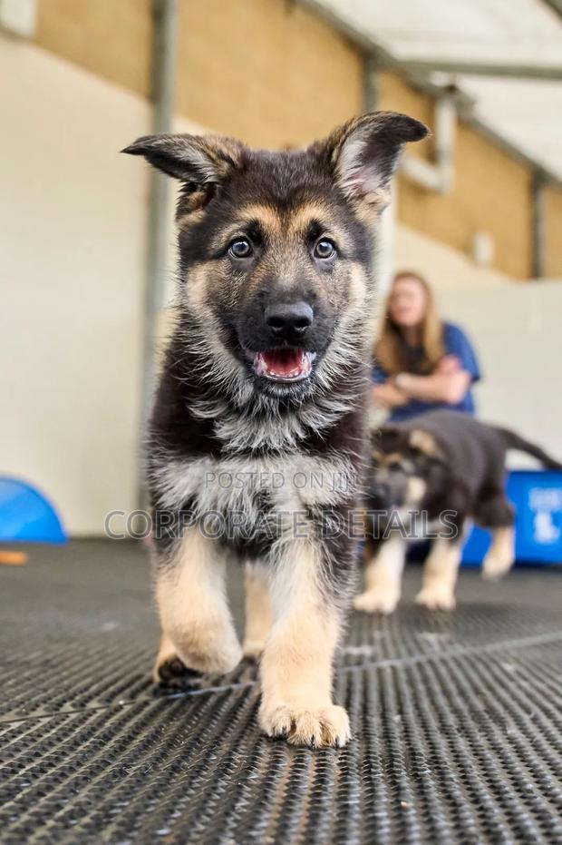 1-3 months Male Purebred German Shepherd · Photo 4
