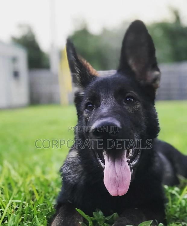 6-12 months Male Purebred German Shepherd · Photo 2