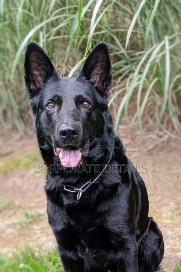 6-12 months Male Purebred German Shepherd · Photo 3