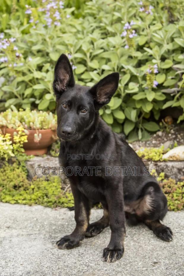 6-12 months Male Purebred German Shepherd · Photo 2