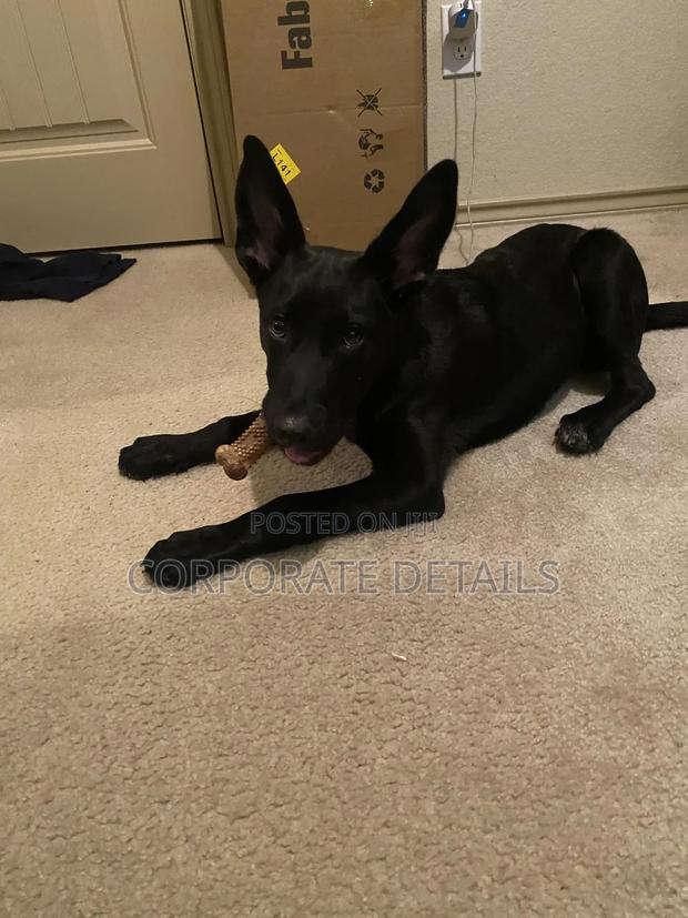 6-12 months Male Purebred German Shepherd · Photo 3