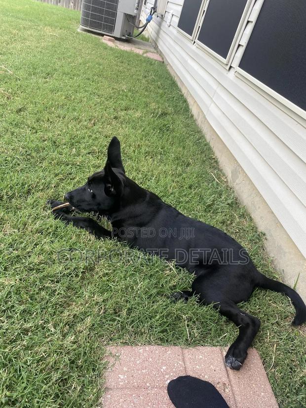 6-12 months Male Purebred German Shepherd · Photo 4