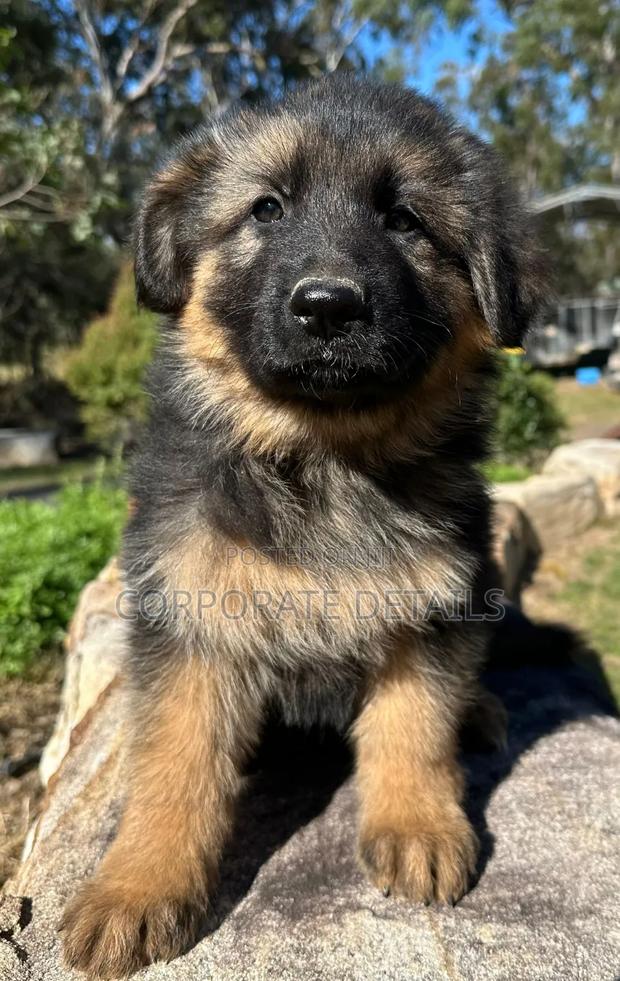 1-3 months Male Purebred German Shepherd · Photo 2