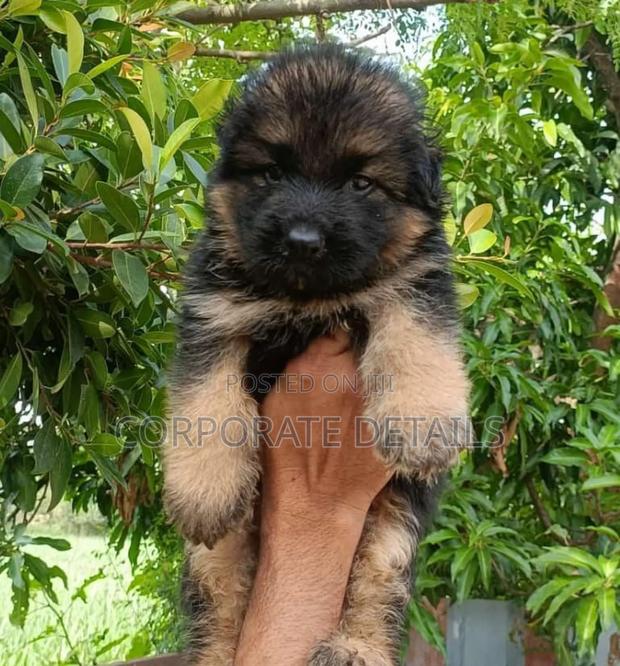 1-3 months Male Purebred German Shepherd · Photo 3