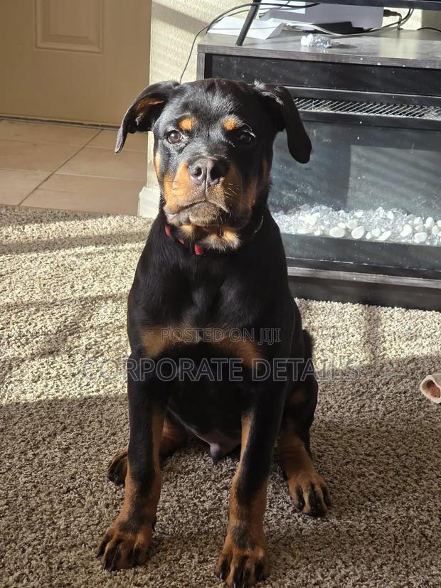 1+ year Male Purebred Rottweiler · Photo 2