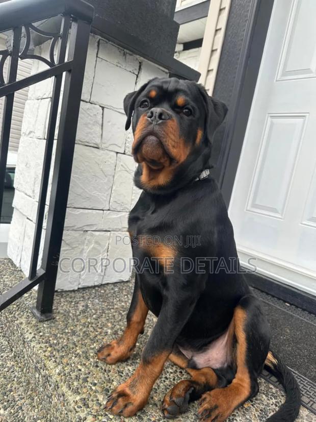 1+ year Male Purebred Rottweiler · Photo 3